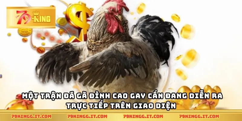 Một trận đá gà đỉnh cao gay cấn đang diễn ra trực tiếp trên giao diện