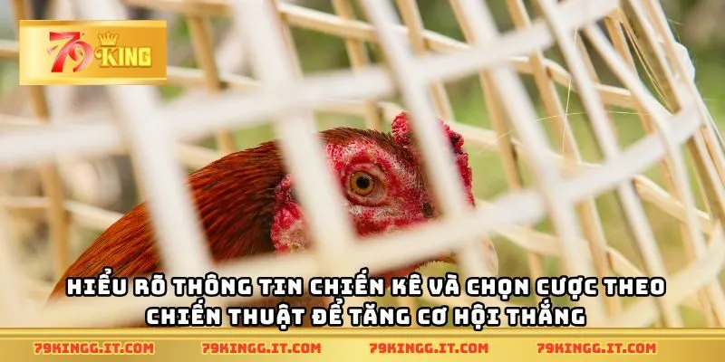 Hiểu rõ thông tin chiến kê và chọn cược theo chiến thuật để tăng cơ hội thắng