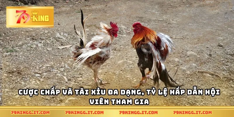 Cược chấp và tài xỉu đa dạng, tỷ lệ hấp dẫn hội viên tham gia