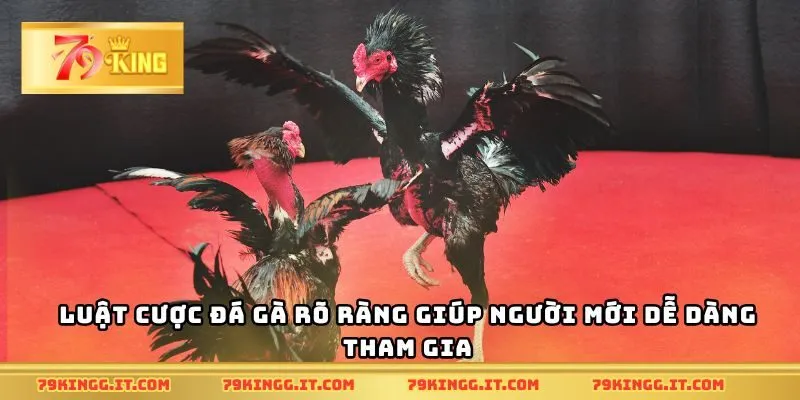 Luật cược đá gà rõ ràng giúp người mới dễ dàng tham gia