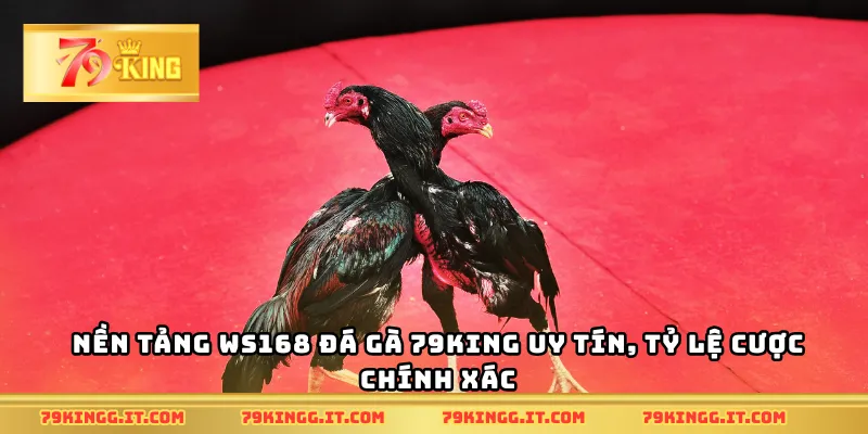 Nền tảng WS168 đá gà 79King uy tín, tỷ lệ cược chính xác